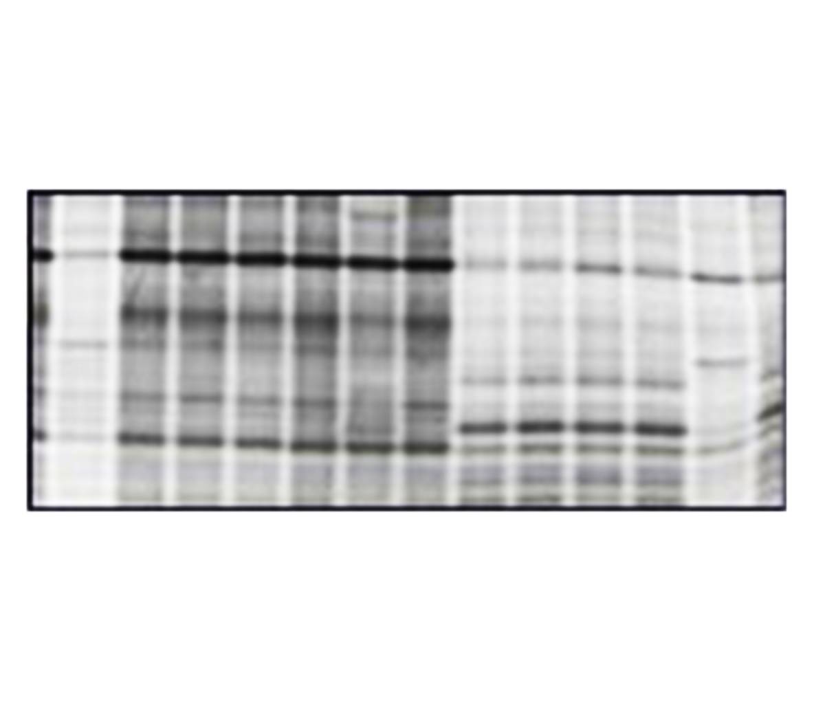 112600 FluoroHance, Autoradiography Enhancer, 500 Milliliters